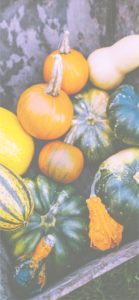 様々なかぼちゃ1