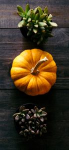 かぼちゃと植物1