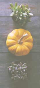 かぼちゃと植物2