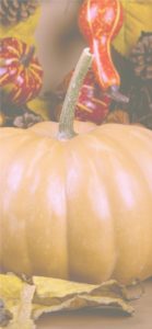 ミルクティー色のかぼちゃ2