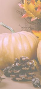 ミルクティー色のかぼちゃ4