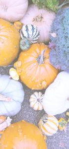 個性的なかぼちゃ4