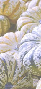 ストライプのかぼちゃ1