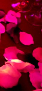 ピンクの花びら1