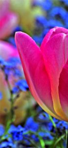 ピンクのチューリップ1