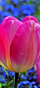 ピンクのチューリップ2