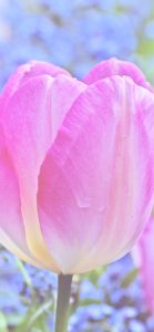ピンクのチューリップ3