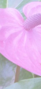 ピンクのアンスリウム2