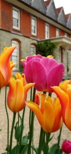 黄色とピンクのチューリップ1