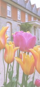 黄色とピンクのチューリップ2