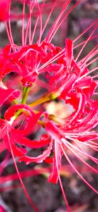 ピンクのネリネ1