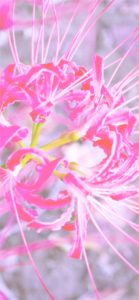 ピンクのネリネ2