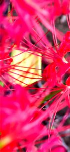 ピンクのネリネ3