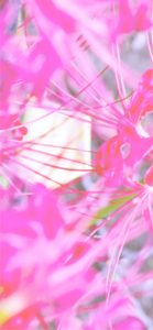 ピンクのネリネ4