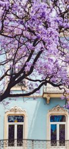 ピンクの窓枠の家2