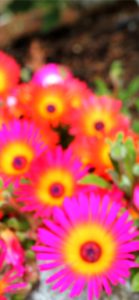 ピンクのガーベラ1