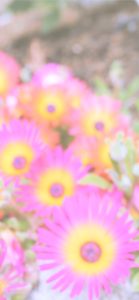 ピンクのガーベラ2