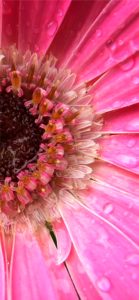 ピンクのガーベラ3