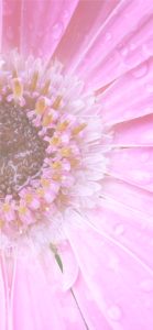 ピンクのガーベラ4