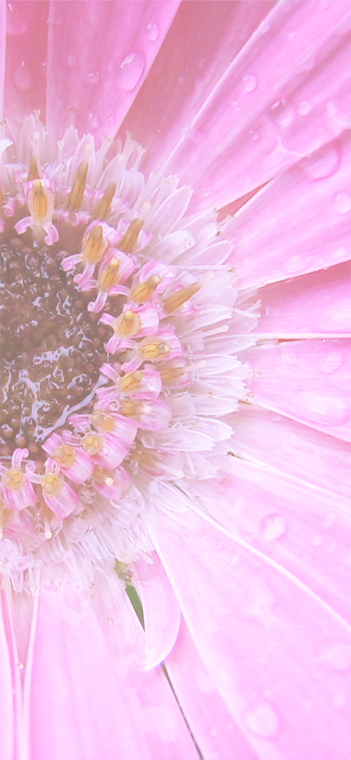 最新iphone ピンク の ガーベラ 待ち受け 最高の花の画像