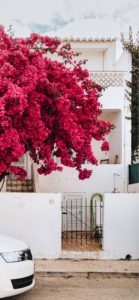 ライラックの花8