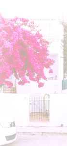 ライラックの花7