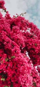 ライラックの花6