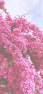 ライラックの花5