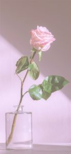 ピンクのバラの一輪挿し1