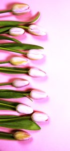 パステルピンクのチューリップ2