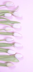 パステルピンクのチューリップ1