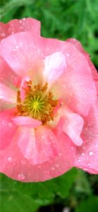 ピンクのポピー2