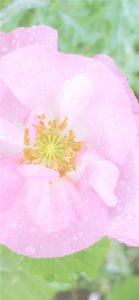 ピンクのポピー1