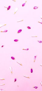 ピンクの花びら2