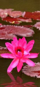 ピンクの睡蓮2