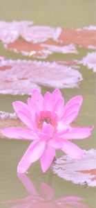 ピンクの睡蓮1