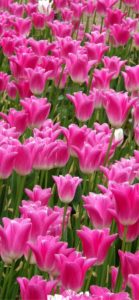 ピンクのチューリップ7