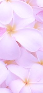 ピンクのプルメリア4