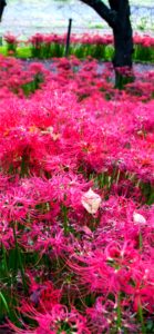 ピンクのネリネ5