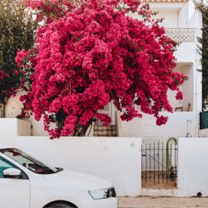 木に咲いたピンクのライラック1