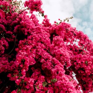 木に咲いたピンクのライラック3