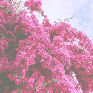 木に咲いたピンクのライラック4