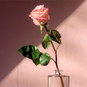 1本のピンクのバラ1