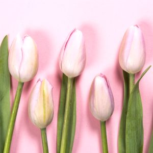 パステルピンクのチューリップ1
