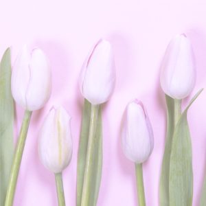 パステルピンクのチューリップ2