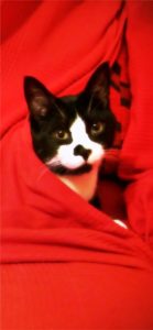 赤い毛布にくるまった猫2