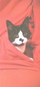 赤い毛布にくるまった猫1