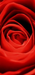 赤いバラ2