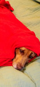 赤い布をかぶった犬