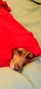 赤い布にくるまった犬1